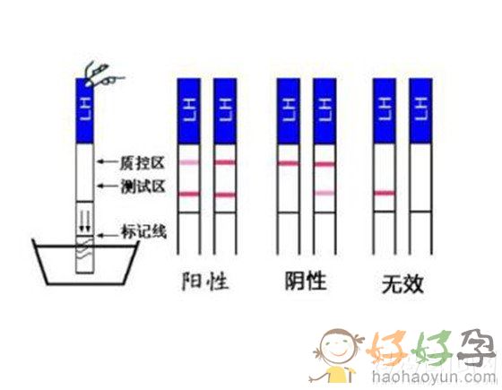 试纸怎么看怀孕真实图片