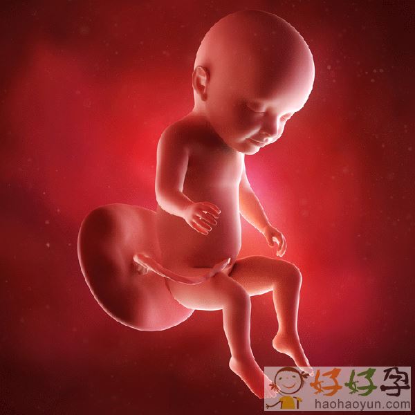摄影师镜头下的胎儿发育全过程动态图 震惊到你了吗?(2)