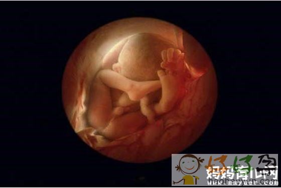 六个月胎儿图片真实图片