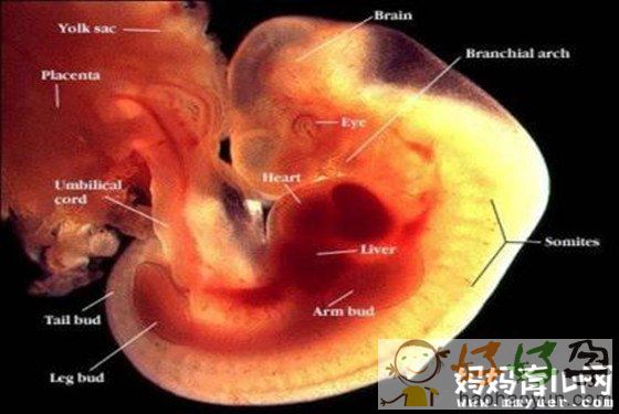 怀孕三个月男胎儿图什么样子 看完这图全明白了!