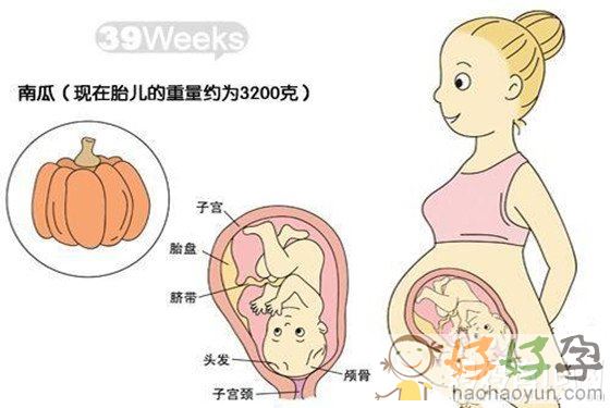 惊呆了 怀孕十个月胎儿发育详图是酱紫滴!