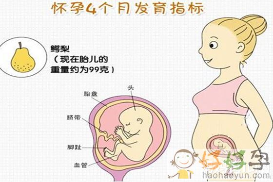 一直很好奇宝宝的发育情况 原来怀孕四个月胎儿图长这样