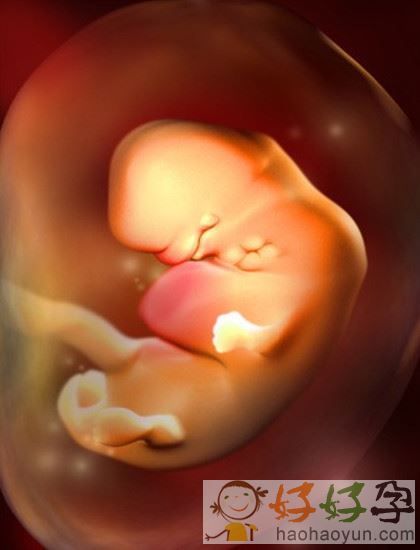 孕期小百科:怀孕1一9月胎位变化图(彩色3d 图)(2)