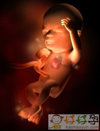 胎儿长出零星头发,身长约76～100毫米,重28克 wwwhaohaoyuncom